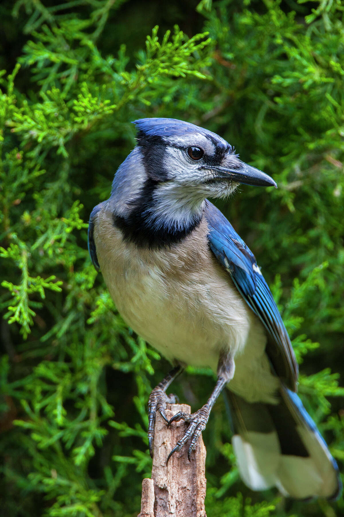 Birds blue jays sing on the branches Melody of joy The world is