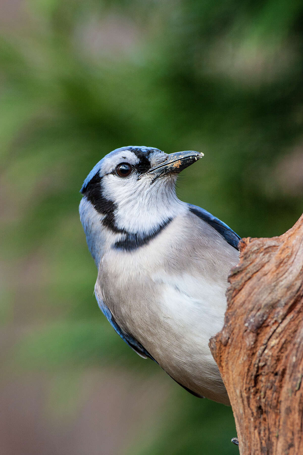 Why blue jays are such noisy birds