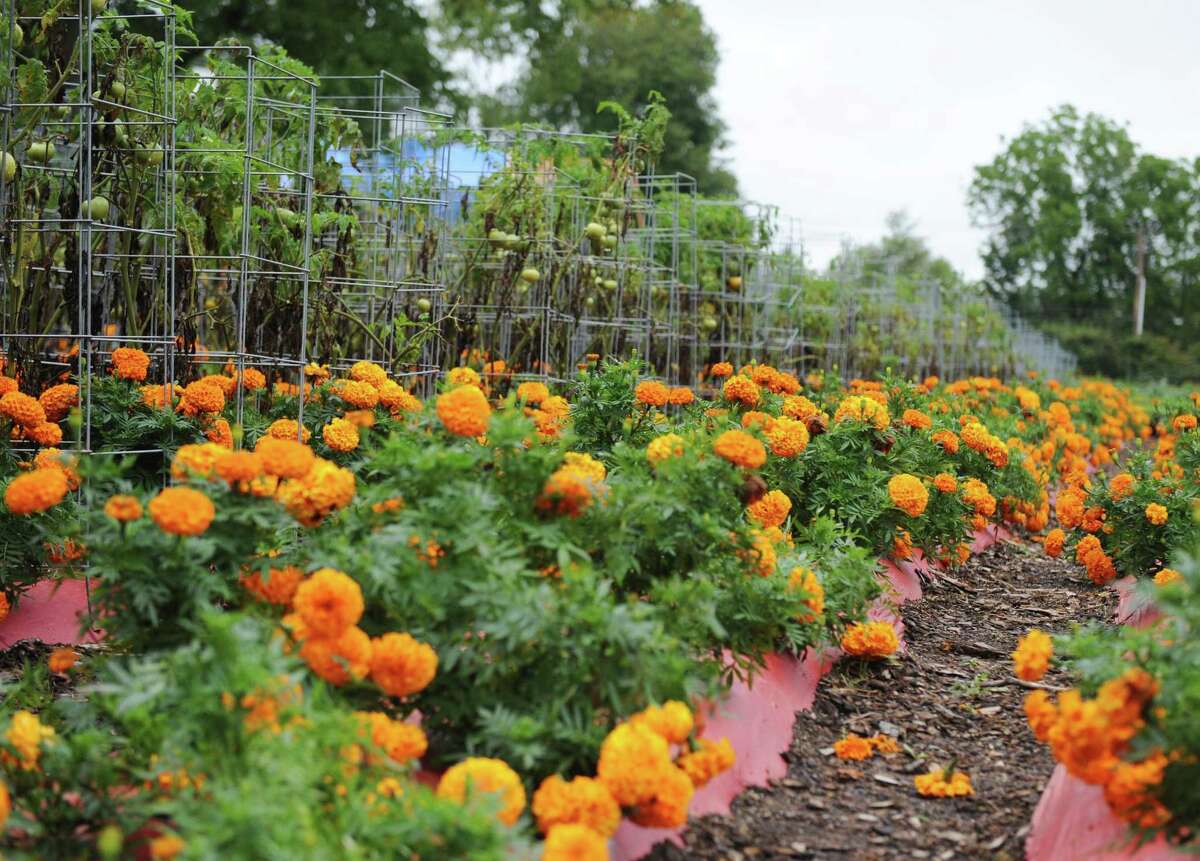 Versailles Farms Working ‘simpatico with the land’