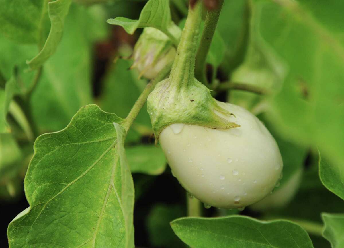 Versailles Farms Working 'simpatico with the land'