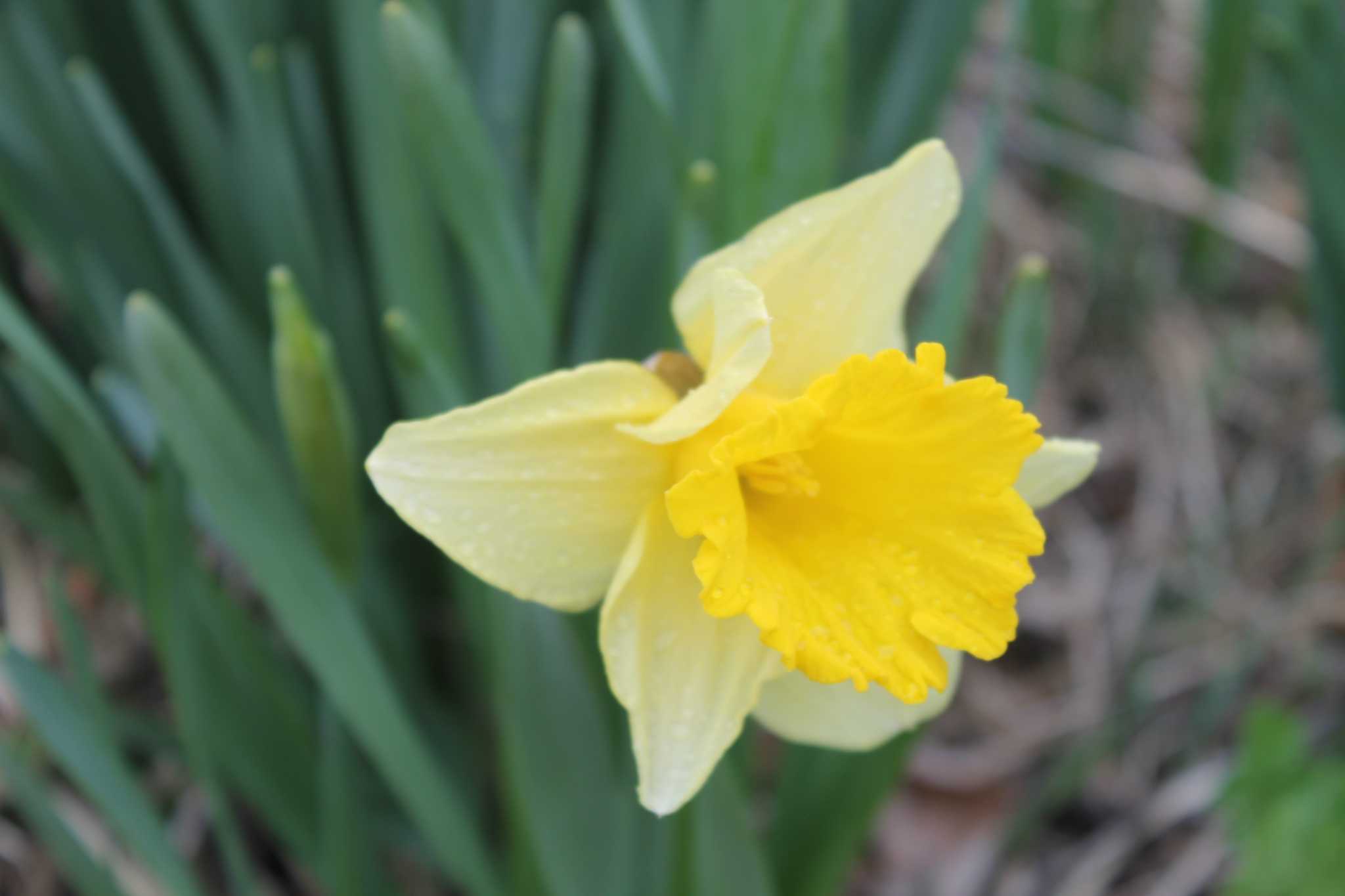 Take a virtual visit of Litchfield's daffodil field