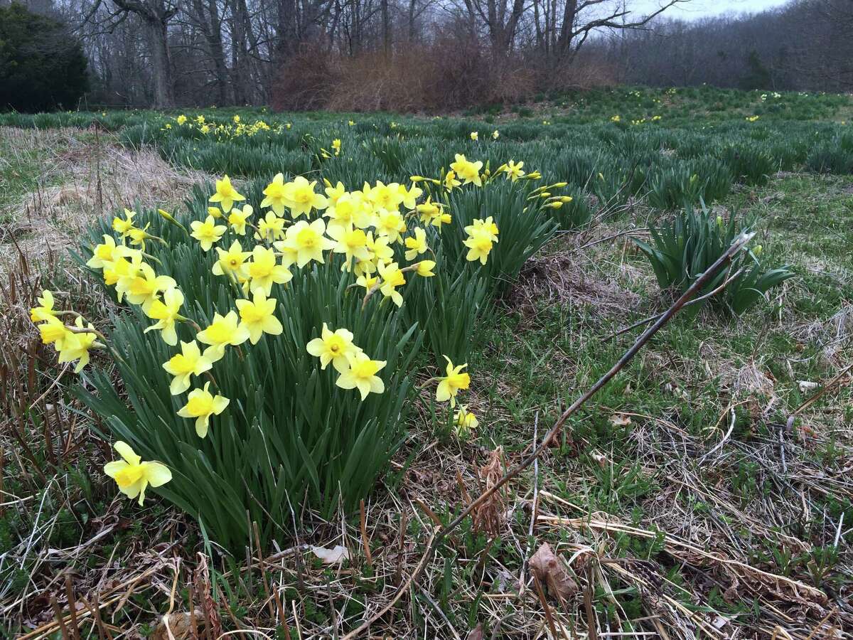 Daffodils in Litchfield.