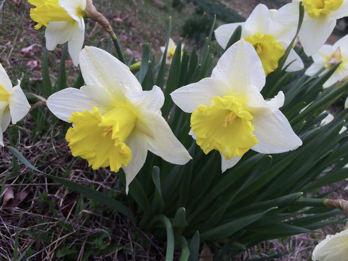 Take a virtual visit of Litchfield's daffodil field