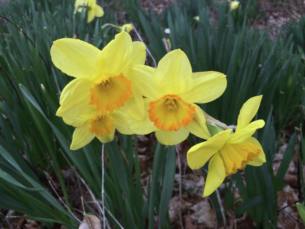 Take a virtual visit of Litchfield's daffodil field