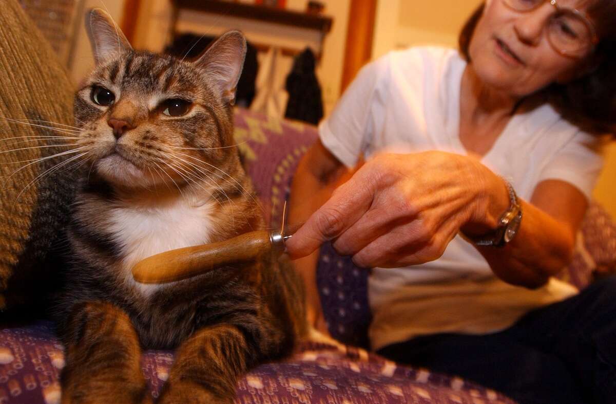 What does it take to be a pet sitter?