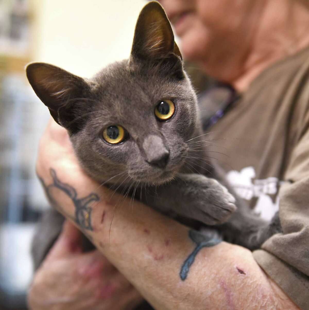 Pets rescued from hurricane zones prepare for Capital Region adoptions