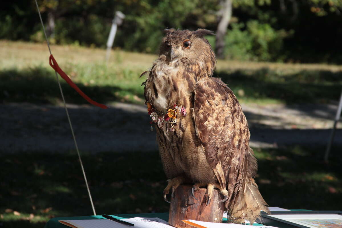 The White Memorial Conservation Center presents the 36th Annual Family Nature Day.