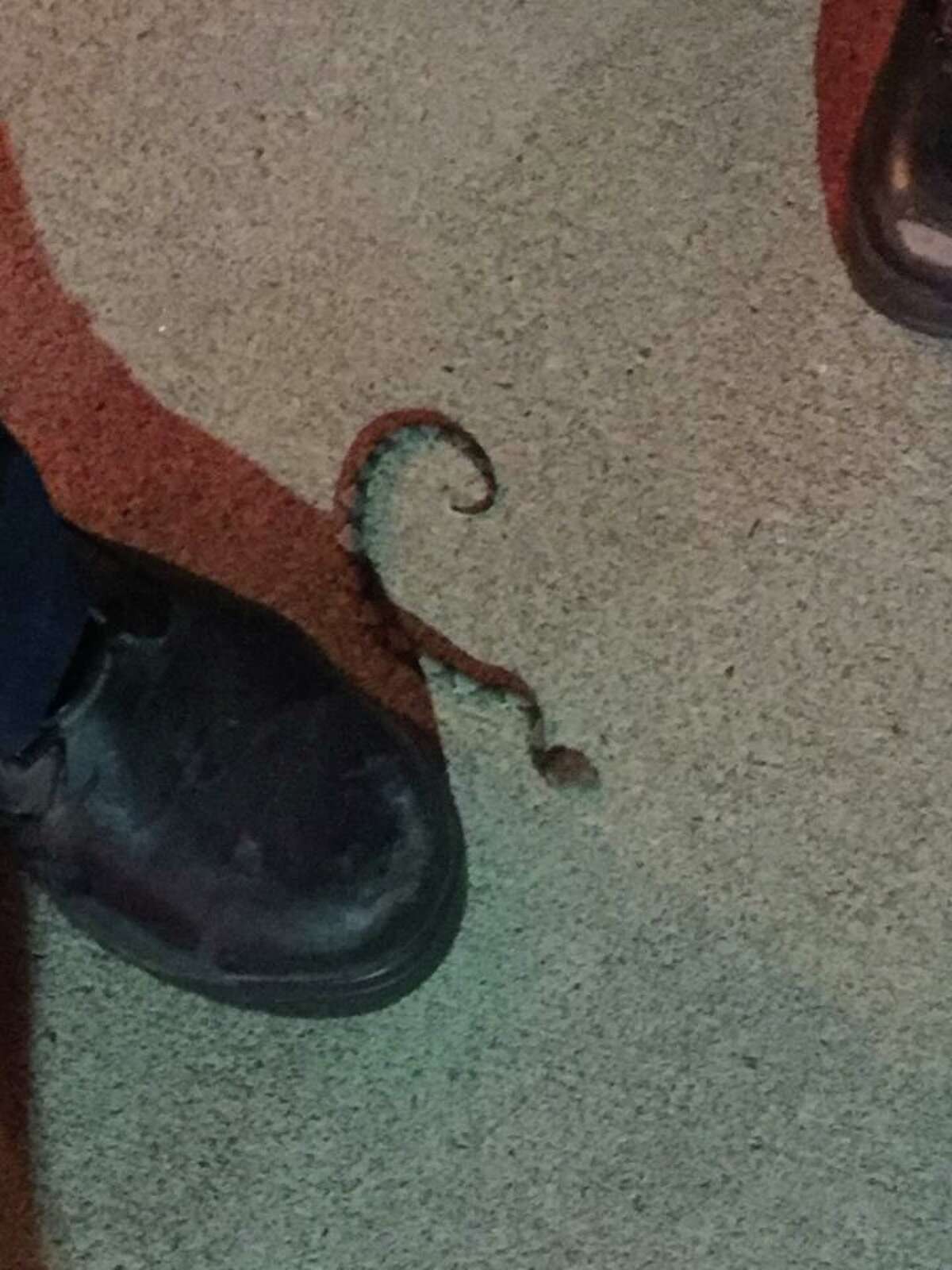 A photo of the 80-in snake that bit Myrick. WARNING: Graphic images follow