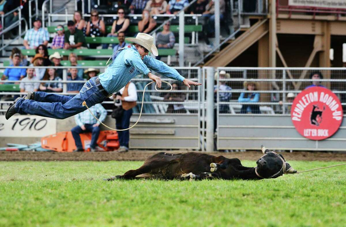 Tuf Cooper of Weatherford, Texas, leaps through the air towards a steer that is dragged through the grass by his horse during steer roping at the Pendleton Round-Up on Saturday, Sept. 16, 2017, in Pendleton, Ore. Cooper finished the event without making a qualified time. (E.J. Harris/East Oregonian via AP)