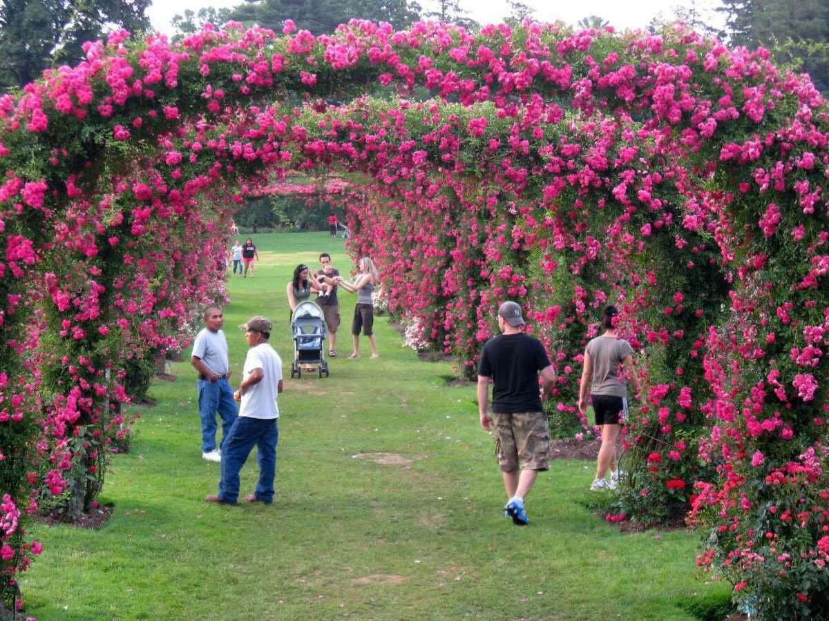 Orchid Flower Show West Hartford Ct Best Flower Site