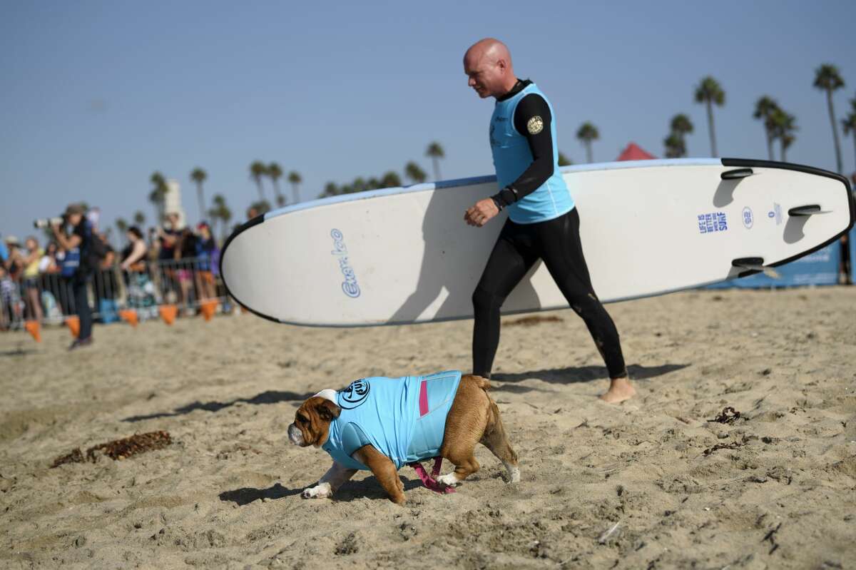 Surfing dogs take over Huntington Beach at Surf City Surf Dog competition