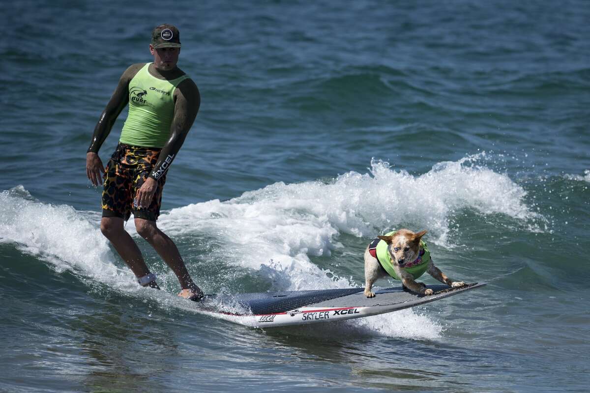 Surfing dogs take over Huntington Beach at Surf City Surf Dog competition