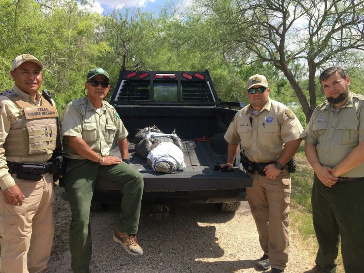TPWD game wardens captured escaped 9-foot alligator