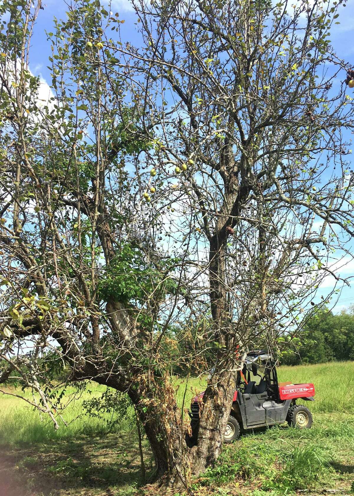 Can a 150-year-old pear tree be saved?