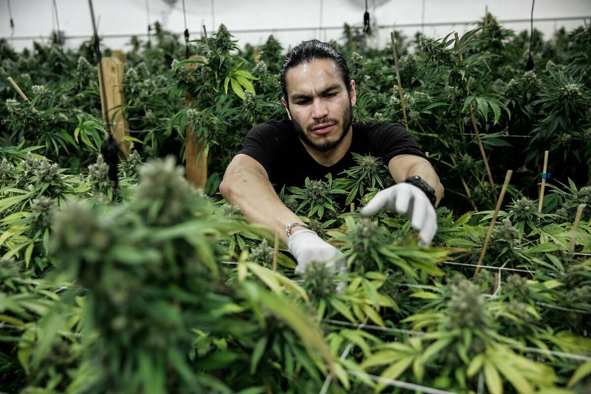 Production supervisor Joshua Ramos cuts marijuana buds at ButterBrand farms in San Francisco, California, on Monday, Oct. 31, 2016.