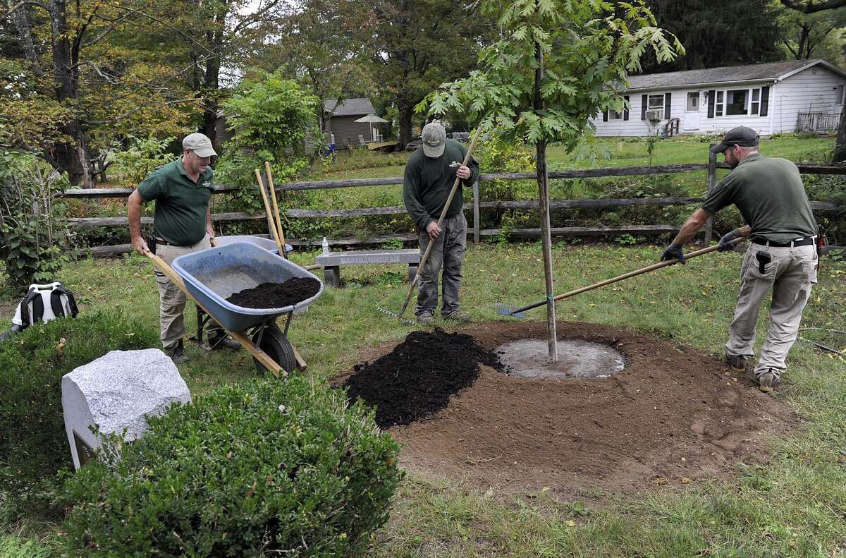 New Milford tree, once a meeting spot for Washington, gets new life