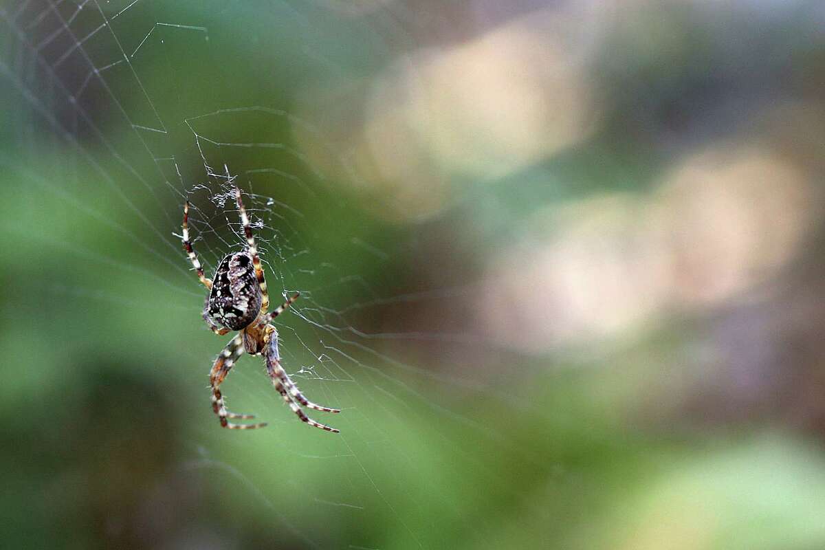 Seattle's spiders are single and ready to mingle