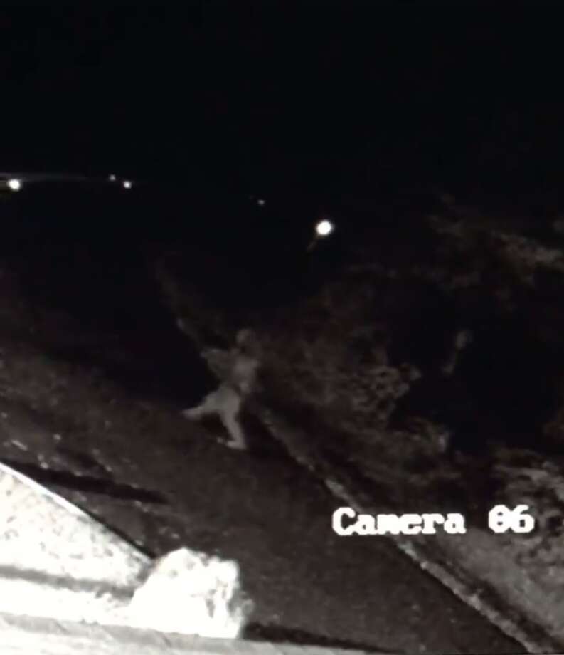 Texas state park posts footage of 'Bigfoot' sighting ahead of theme