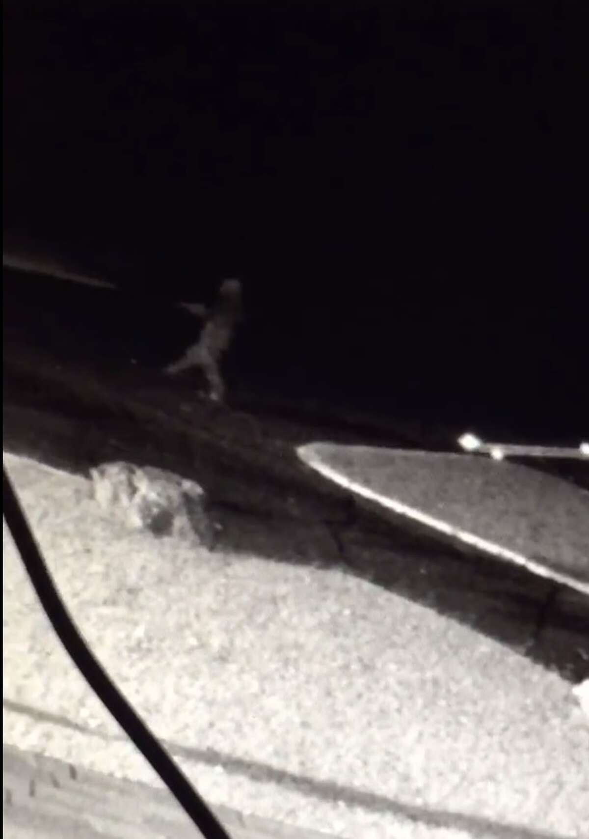 Texas state park posts footage of 'Bigfoot' sighting ahead of theme weekend