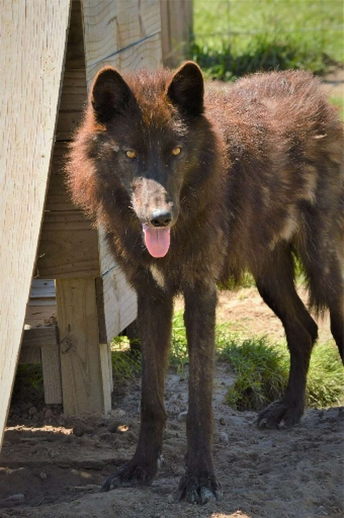LeRoux is a 97 percent wolf that is raised in Orange County. LeRoux has been missing since he fled flooding during Harvey on Aug. 28. Photo courtesy of his owner, Jerry Mills. 