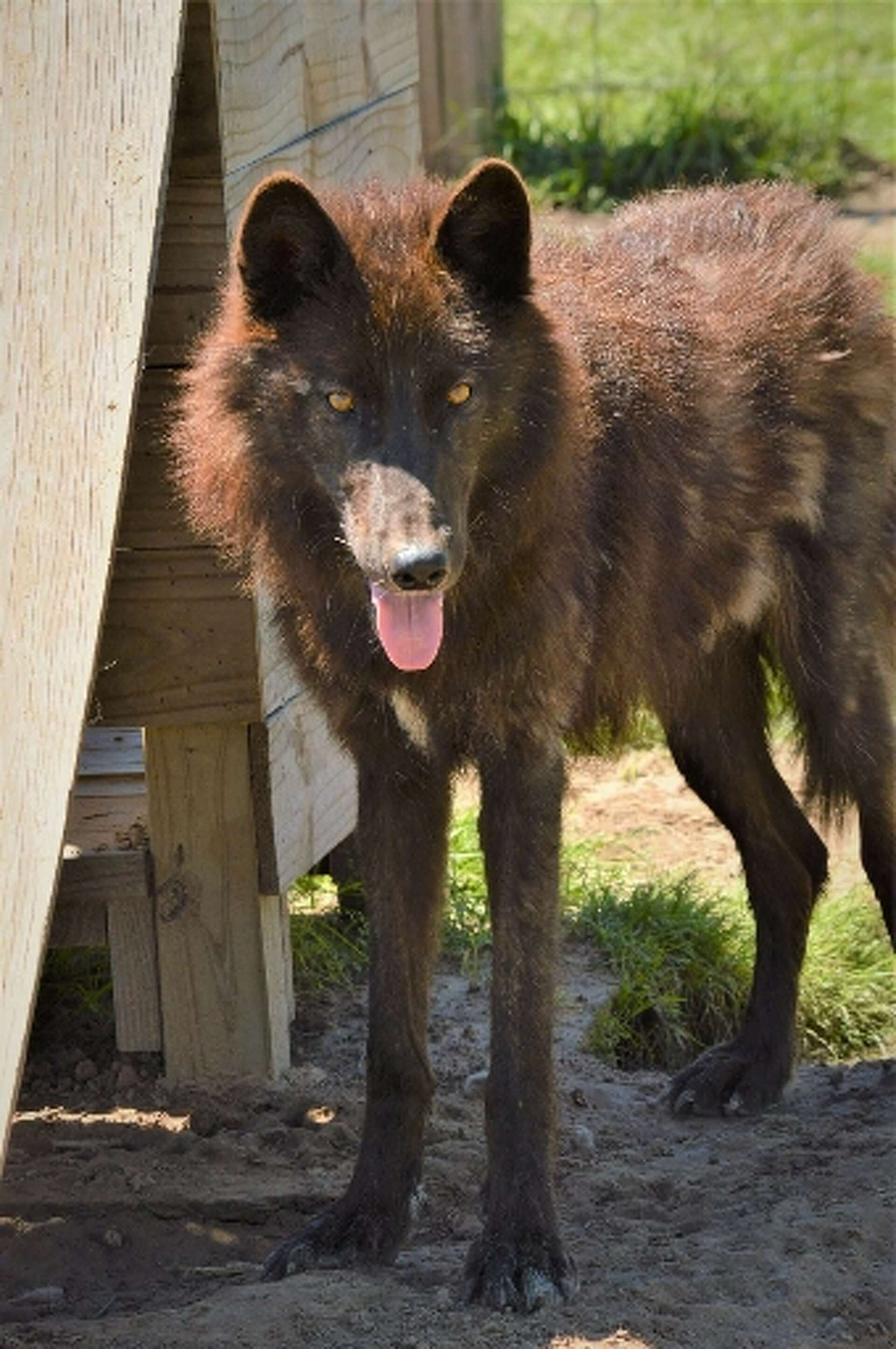 SETX man hopes social media will help find wolf that's been