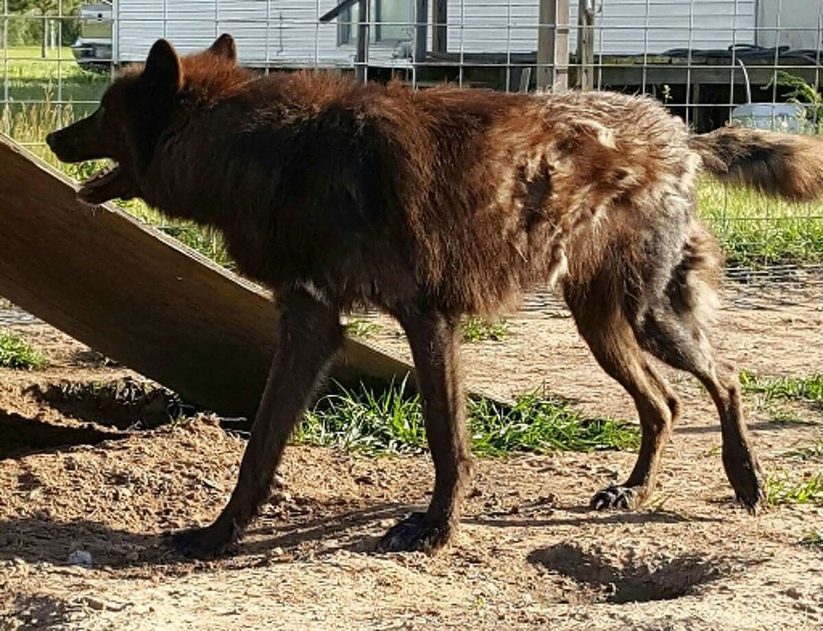 LeRoux is a 97 percent wolf that is raised in Orange County. LeRoux has been missing since he fled flooding during Harvey on Aug. 28. Photo courtesy of his owner, Jerry Mills.