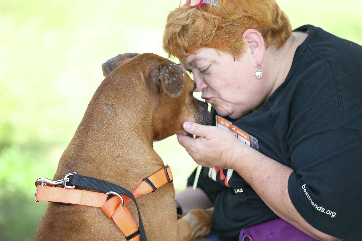 Colleen Wiley, Las Vegas, Nevada has become attached to a boxer she calls "Mama Bear" at the NRG Arena Thursday, Sept. 28, 2017, in Houston. Wiley, will be in Houston volunteering for a month. Best Friends Society still has some 400 dogs and 100 cats at the Pet Reunion Pavilion, which opened a few weeks ago after Hurricane Harvey. The society says it won't leave until every pet is reunited, placed in foster home or adopted. ( Steve Gonzales / Houston Chronicle )