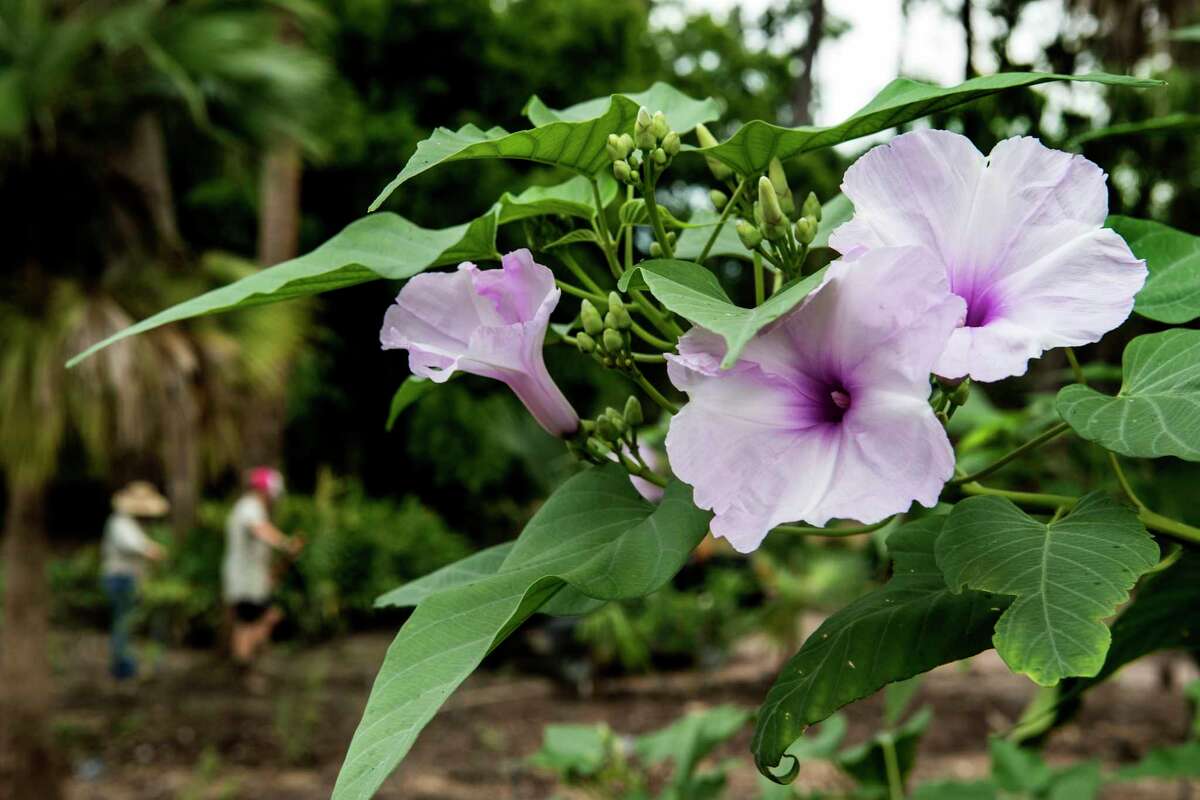 Morning glories in bloom is shown at Mercer Arboretum and Botanic Gardens on Thursday, Sept. 28, 2017, in Spring. Harvey devastated the gardens, washing away much of the foliage. ( Brett Coomer / Houston Chronicle )