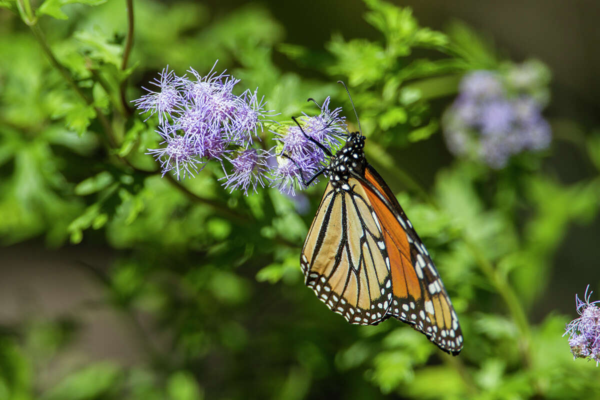 Monarch butterfly migration in Texas