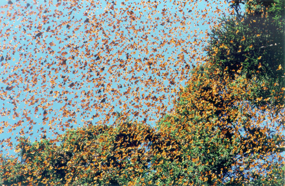 Now is the time to see monarch butterfly migration in Texas