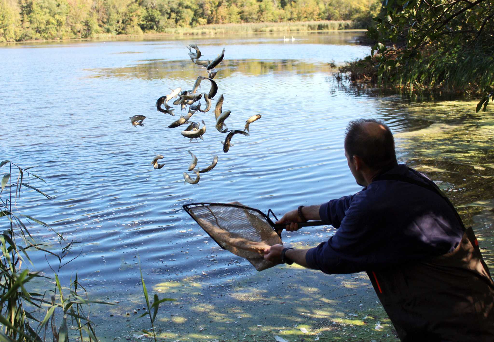 Carp Released To Clean Up Kent Pond The Hour