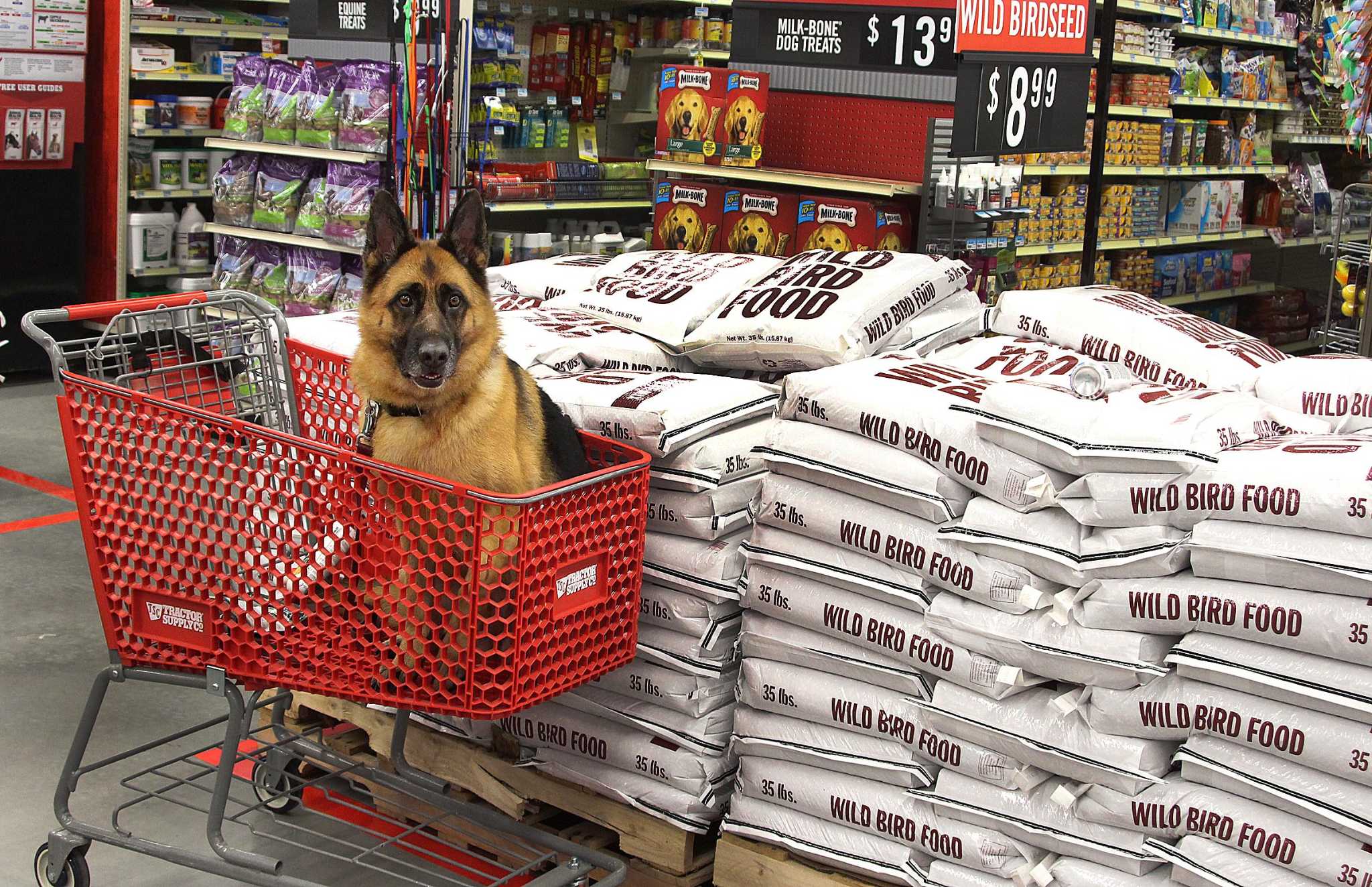 Image of Tractor Supply garden center dog in cart