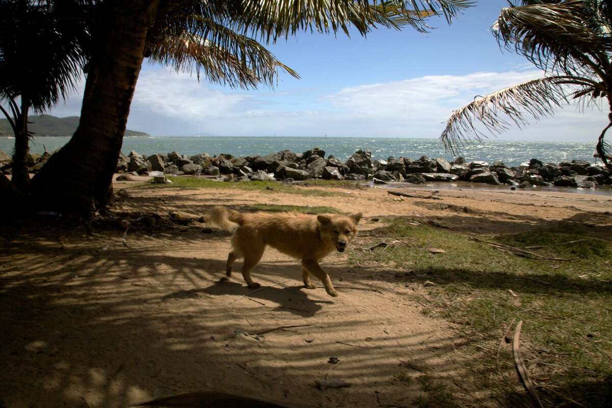 FILE -- An abandoned abused stray dog along the coast on February 23, 2009 in Yabucoa, Puerto Rico. The area is known as Dead Dog Beach because of the number of abandoned dogs which are routinely abused by local residents. Dead Dog Beach was recently ravaged by Hurricane Maria.