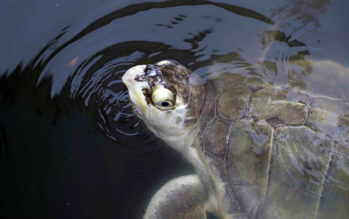 A sea turtle that had been held at the Animal Rehabilitation Keep in Port Aransas, Texas, swims in a tank at the Sea Life Center, Saturday, Sept. 30, 2017, in Corpus Christi, Texas. About 30 sea turtles were transferred after Hurricane Harvey destroyed the facility in Port Aransas. (AP Photo/Eric Gay)