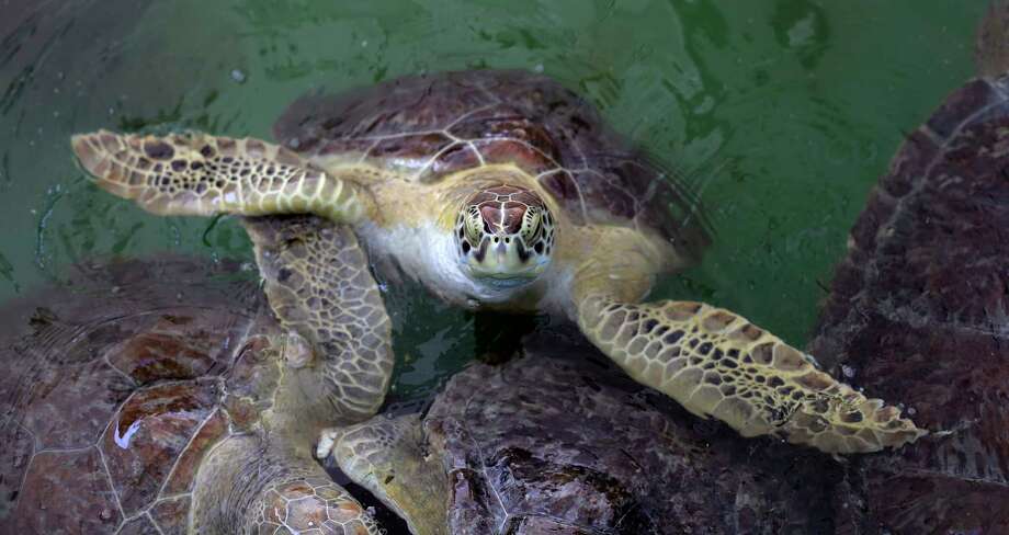 Sea turtles that had been held at the Animal Rehabilitation Keep in Port Aransas, Texas, are held at the Sea Life Center, Saturday, Sept. 30, 2017, in Corpus Christi, Texas. About 30 sea turtles were transferred after Hurricane Harvey destroyed the facility in Port Aransas. (AP Photo/Eric Gay) Photo: Eric Gay, STF / Copyright 2017 The Associated Press. All rights reserved.