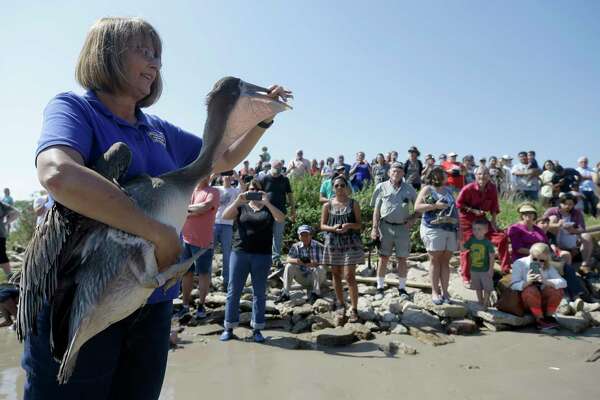 Pelicans Released In Bay After Month Of Rehabilitation