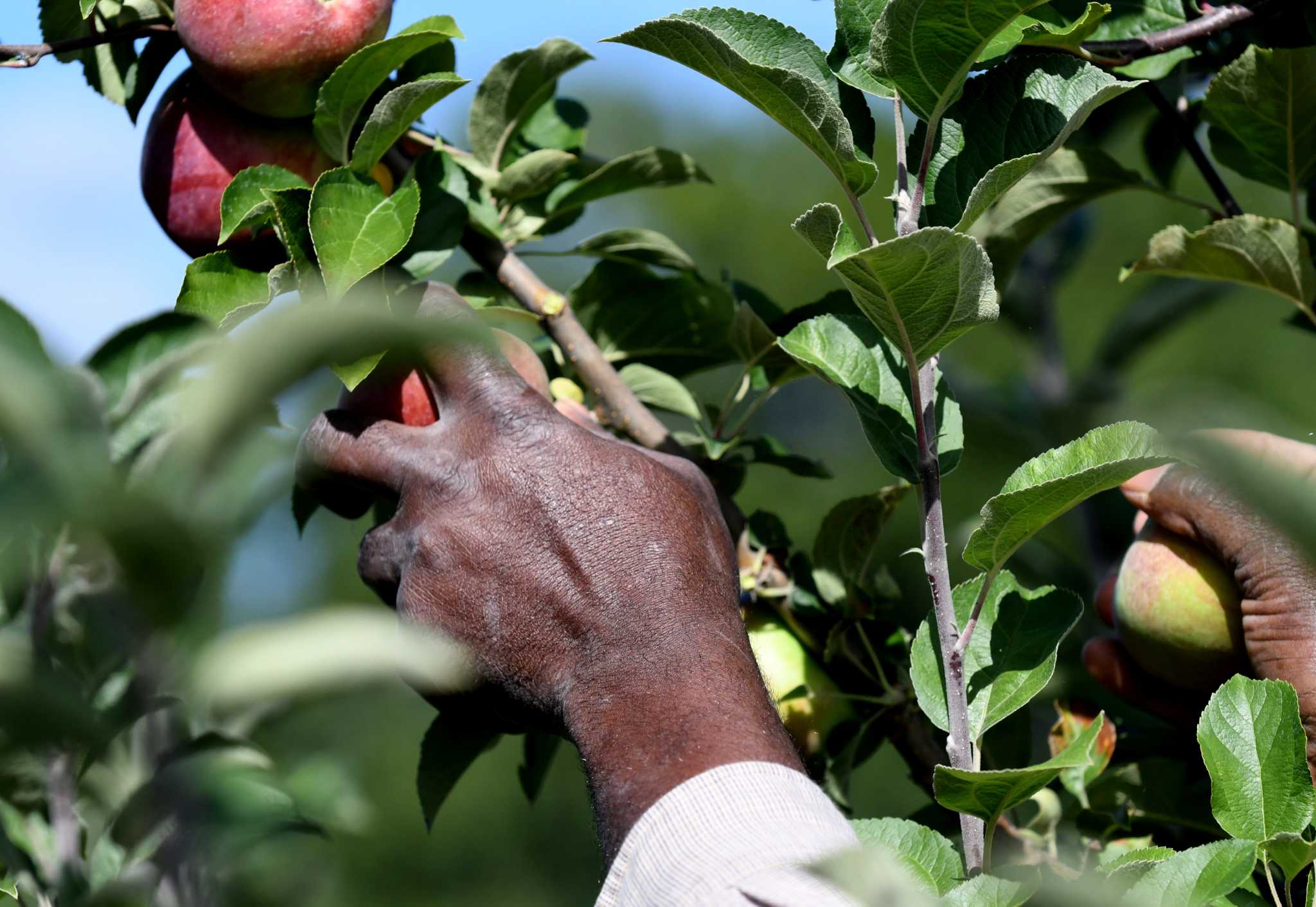 ufw-files-unfair-labor-practice-charge-against-porpiglia-farms