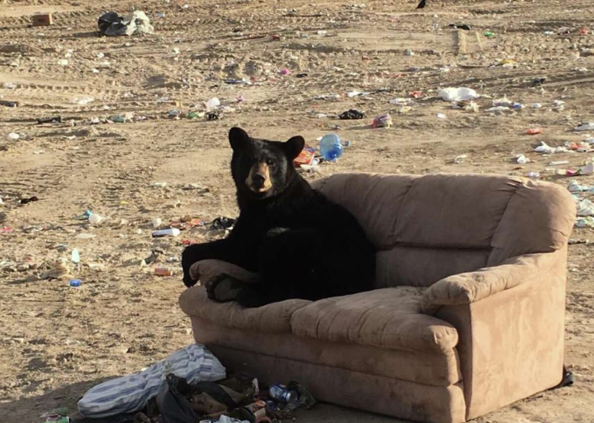 This black bear was spotted relaxing on a couch at a dump in Manitoba, Canada.