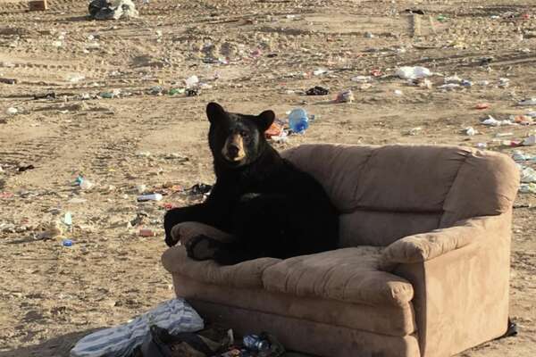 Bear Seen Lounging On Couch Just Like A Person At Canadian Dump