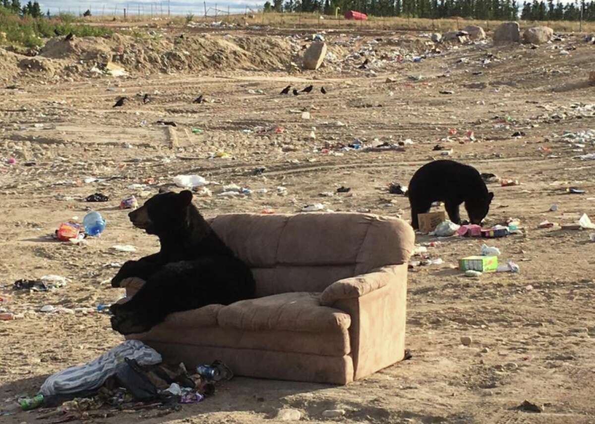 Bear seen lounging on couch 'just like a person' at Canadian dump