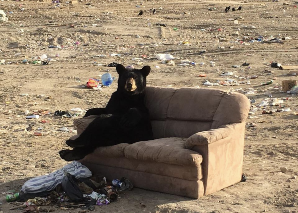 Bear Seen Lounging On Couch Just Like A Person At Canadian Dump Bear Seen Lounging On Couch Just Like A Person At Canadian Dump