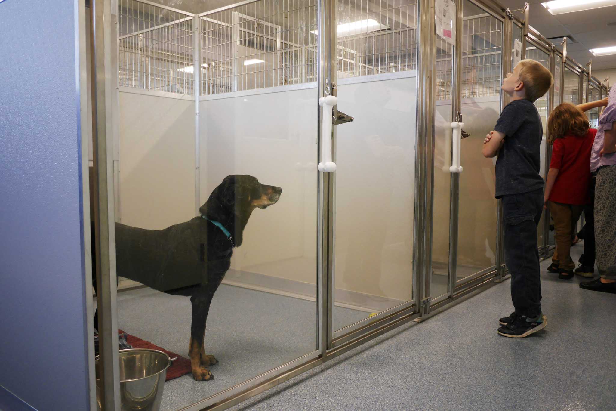 Photos Adoptable pets at the Mohawk Hudson Humane Society