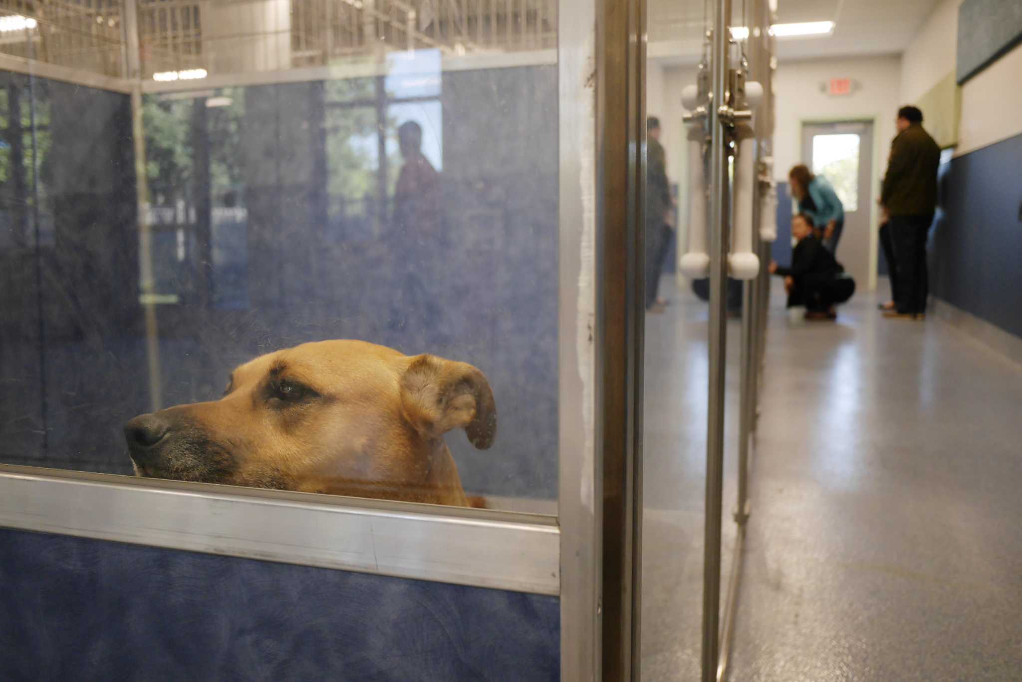 Photos Adoptable pets at the Mohawk Hudson Humane Society, December 2017