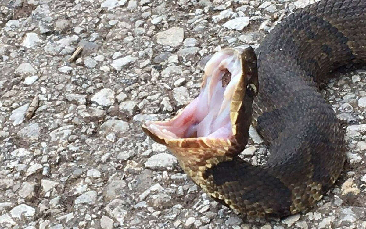 Brazos Bend State Park shares photos of cottonmouth hissing, you know ...