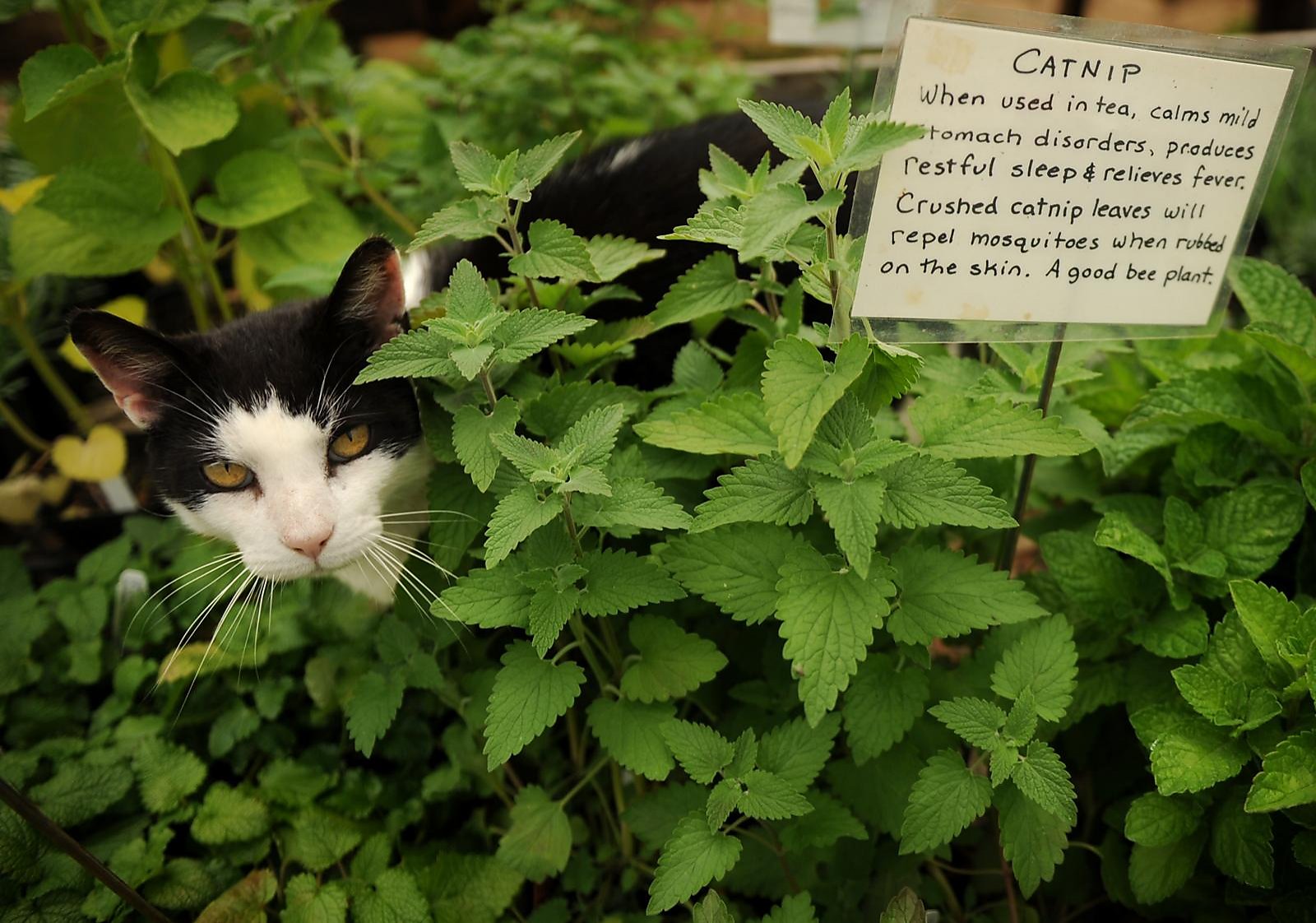 Many a cat lover has added a bit of catnip or catmint to their garden to pr...