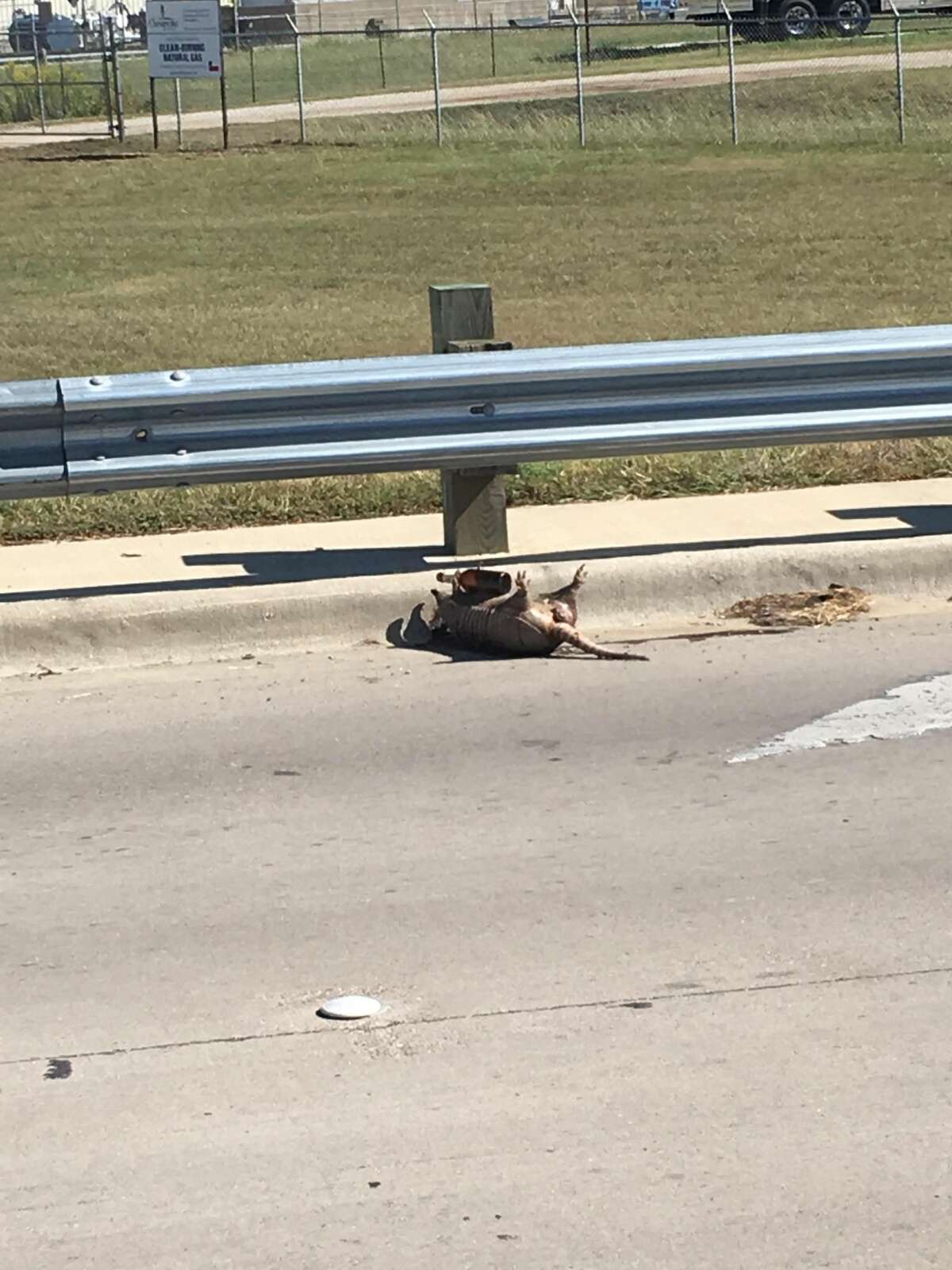 The latest photo of a dead armadillo holding a beer was taken last weekend in Burleson, TX.
