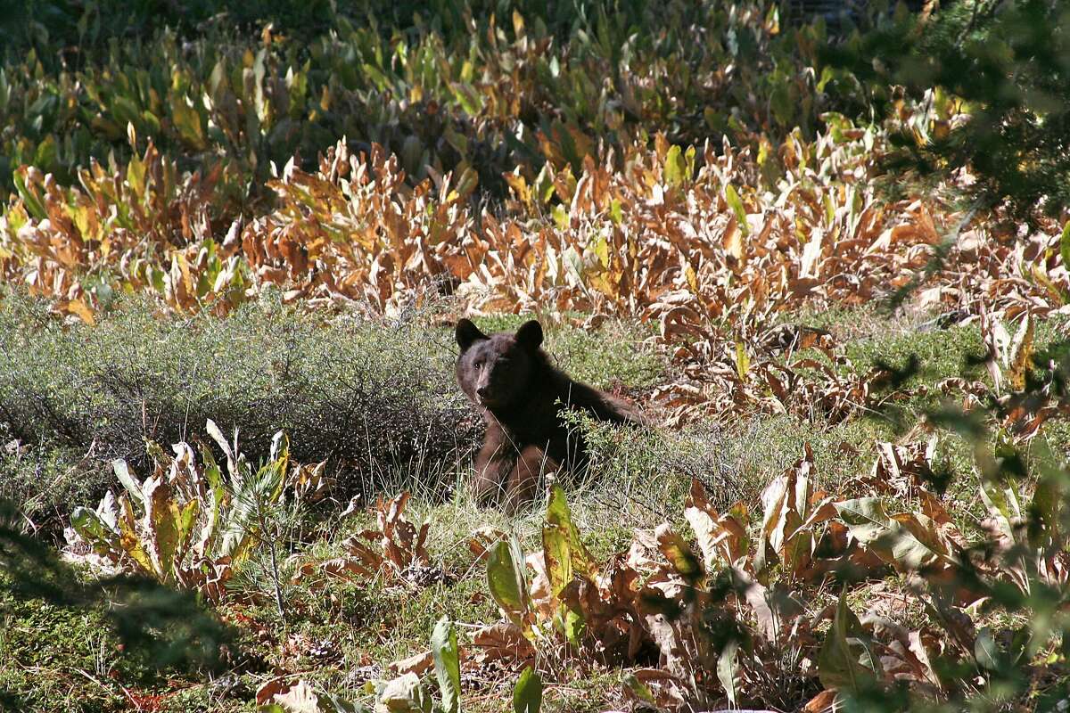 A bear merges in a clearing south of Squaw Valley in the the Sierra Nevada