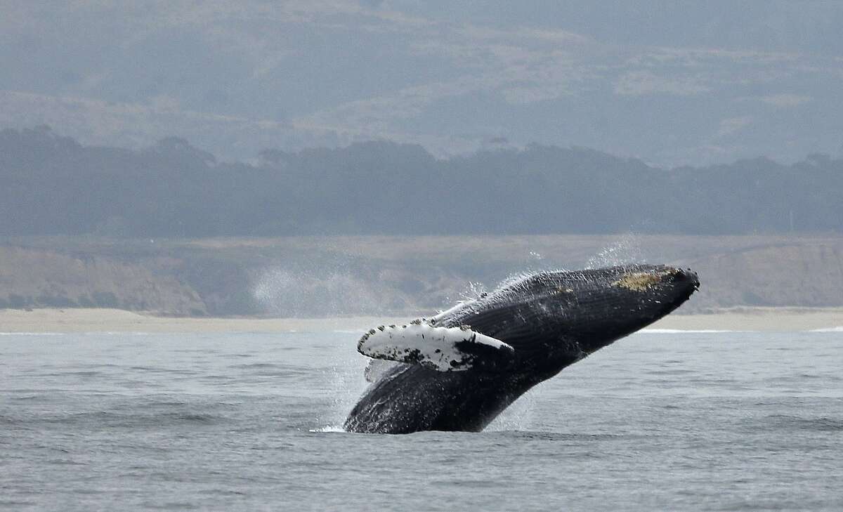 In this Monday, Aug. 7, 2017 photo, a humpback whale breeches off Half Moon Bay, Calif. California�s Dungeness crab season has ended but the fishermen who go after Dungeness are back at sea. Commercial fishermen at Half Moon Bay and five other California ports this year are using cellphone GPS to help recover abandoned crabbing gear that can snare and kill whales. (AP Photo/Eric Risberg)