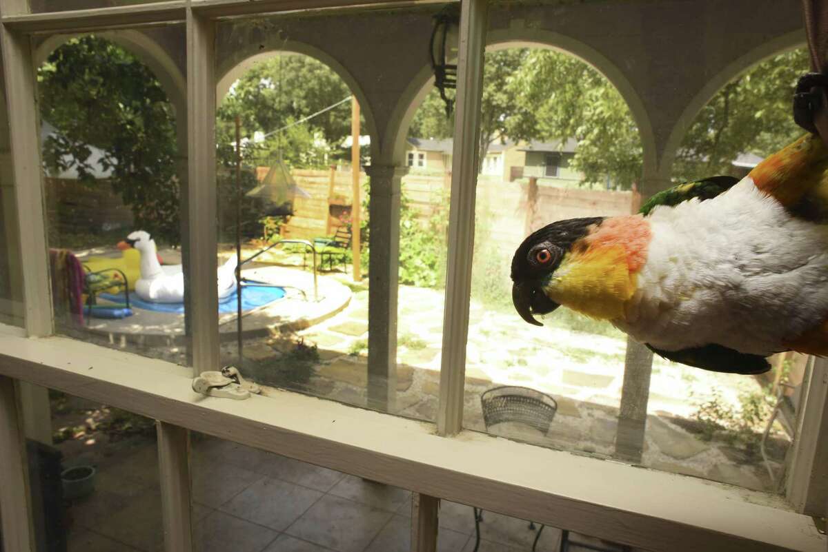 Siegfried, a 7-year-old Caique parrot, livens up the home of Margaret Craig. Craig installed the small pool in the yard last year.