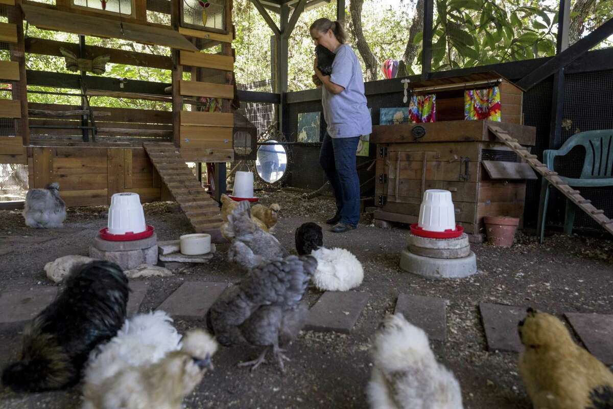 The Food Policy Council of San Antonio is organizing a Chicken Walk from 10 a.m. until 2 p.m. April 14. Participants will be able to tour about a half-dozen local homes that have extensive backyard chicken-raising setups.